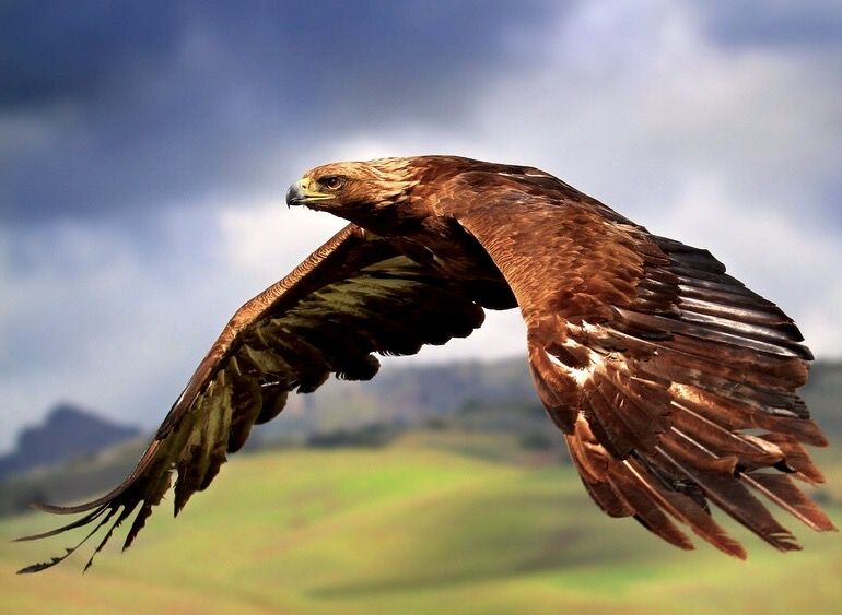 Транс құлдар